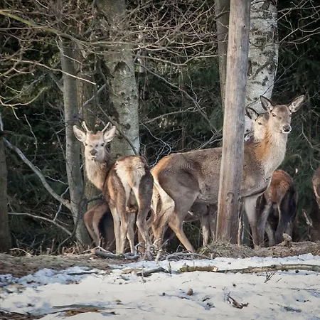 Siodme Niebo בית אירוח *