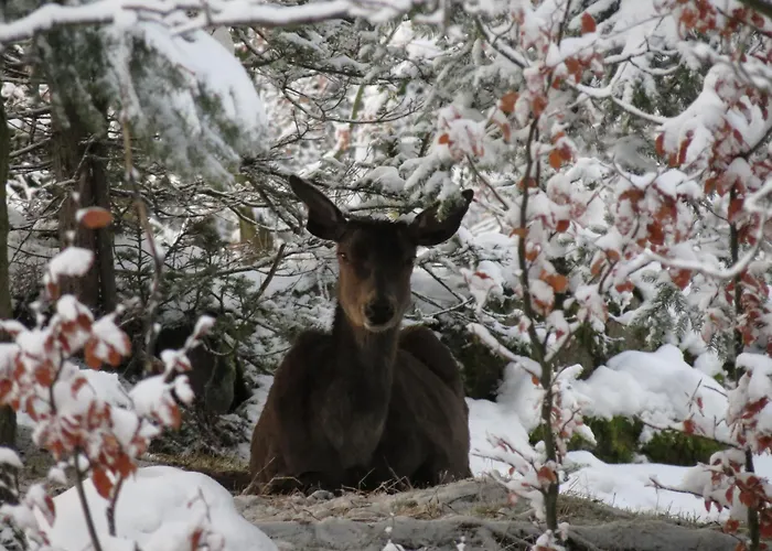 Siodme Niebo Проживание в семье Шклярска-Поремба