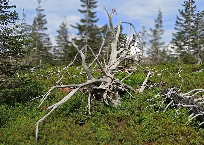 Проживание в семье Siodme Niebo *