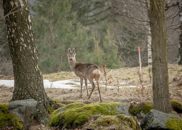 Siodme Niebo Проживание в семье Шклярска-Поремба