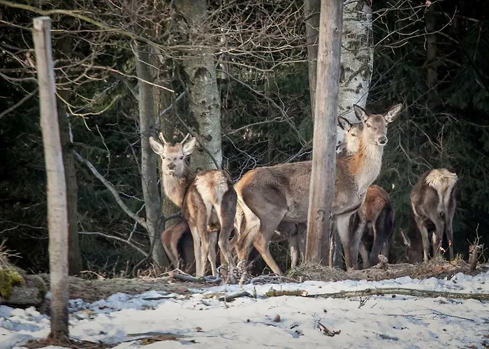 Siodme Niebo Проживание в семье *